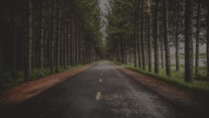 Straight Private Road Surrounded by Trees